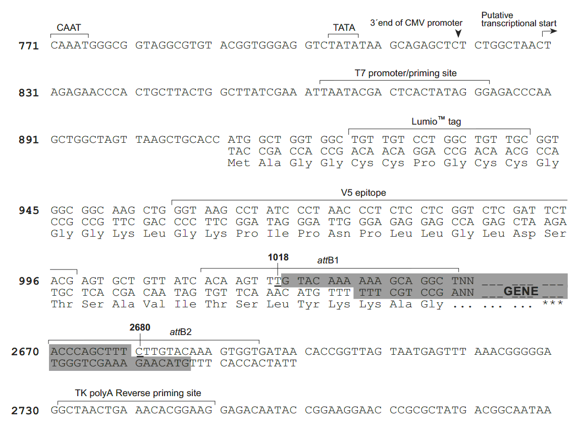 pcDNA6.2-nLumio-DEST 多克隆位点 点击看大图 pcDNA6.2-nLumio-DEST 多克隆位点